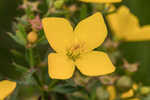 Yellow meadowbeauty